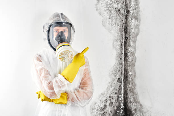 Why You Should Choose Our Mold Remediation Services in Decordova, TX